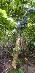 Baccaurea lanceolata
