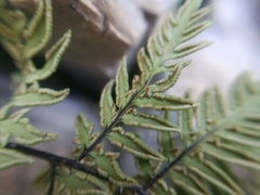 Myriopteris cucullans