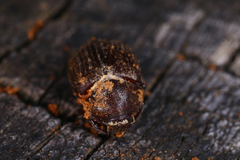 Aesalus scarabaeoides
