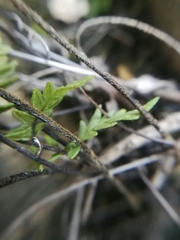 Myriopteris cucullans
