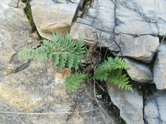 Myriopteris cucullans