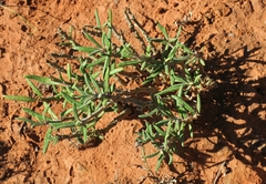 Pachypodium succulentum