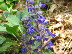 Ajuga multiflora