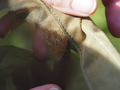 Melitaea didyma