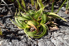 Capeobolus brevicaulis