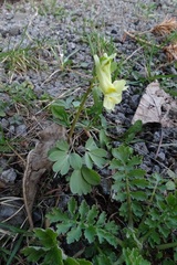 Corydalis bracteata
