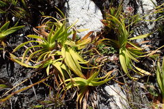 Capeobolus brevicaulis