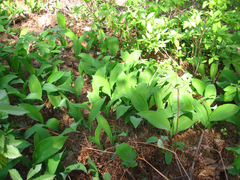 Convallaria keiskei