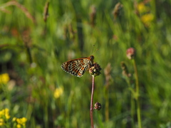 Melitaea didyma