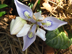 Iris rossii