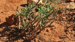 Pachypodium succulentum