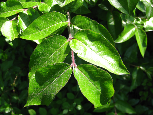 Lonicera chrysantha iNat (2)