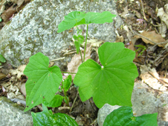 Dioscorea tokoro