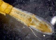 Pseudagrion aureofrons