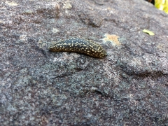 Geomalacus maculosus