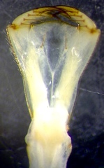 Pseudagrion aureofrons