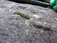 Geomalacus maculosus