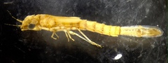 Pseudagrion aureofrons