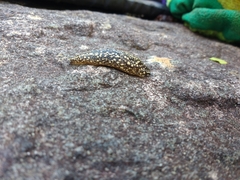 Geomalacus maculosus