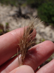 Pentameris heptameris