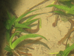 Vallisneria spiralis