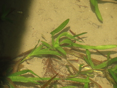 Vallisneria spiralis