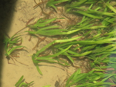 Vallisneria spiralis