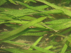 Vallisneria spiralis