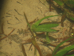 Vallisneria spiralis