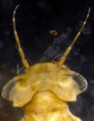 Pseudagrion aureofrons