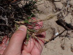 Pentameris heptameris