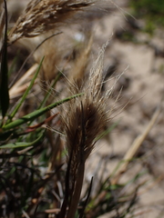 Pentameris heptameris