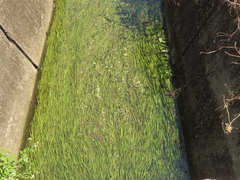 Vallisneria spiralis