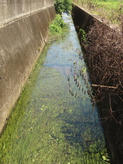 Vallisneria spiralis