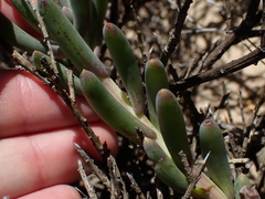 Crassothonna discoidea