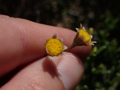 Crassothonna discoidea