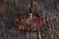 Aesalus scarabaeoides