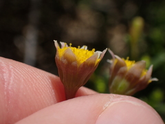 Crassothonna discoidea
