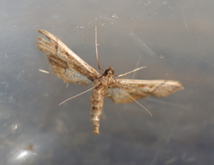Hydriris