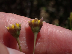 Crassothonna discoidea