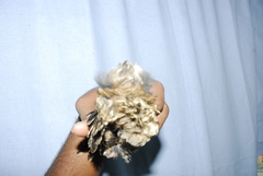 Caprimulgus atripennis