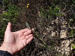 Crassothonna discoidea