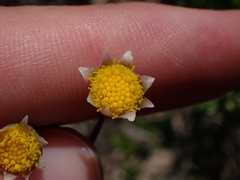 Crassothonna discoidea