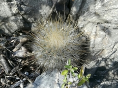 Thelocactus macdowellii
