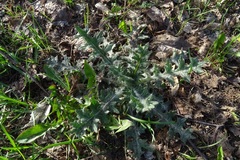 Cirsium vulgare