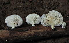 Favolus spatulatus