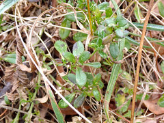 Scaevola albida