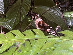 Rallina fasciata
