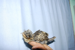 Caprimulgus atripennis