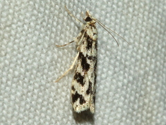 Scoparia axiolecta